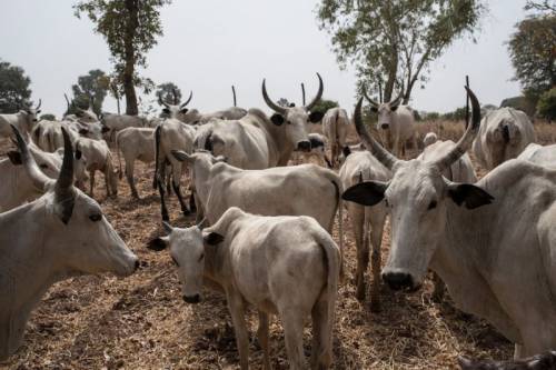 Government Plans To Issue Birth Certificates For Cattle