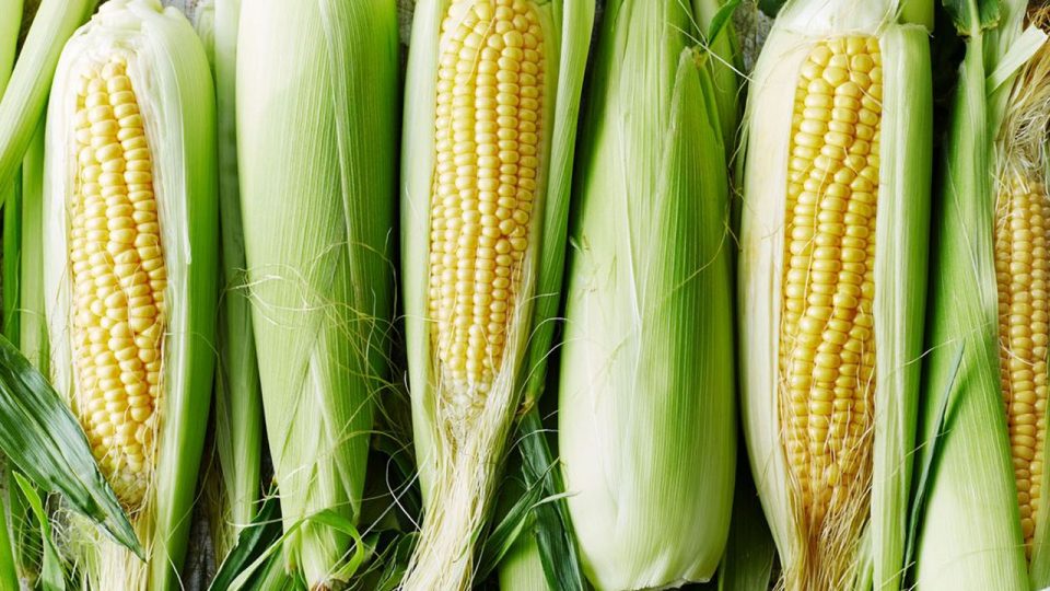 No More Importation of Maize in Nigeria